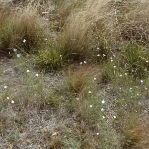 Ipomopsis longiflora ssp. australis, Arizona