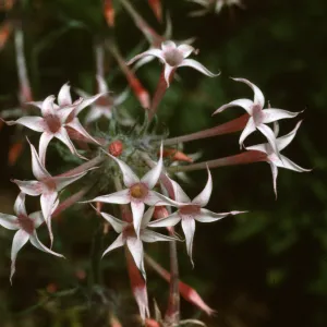 Ipomopsis tenuituba, Crested Butte, Colorado