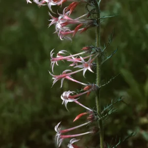 Ipomopsis tenuituba, Crested Butte, Colorado