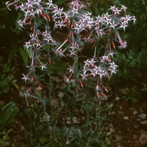 Ipomopsis tenuituba, Crested Butte, Colorado