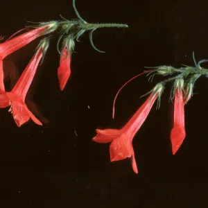 Ipomopsis rubra