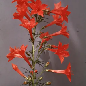 Ipomopsis rubra