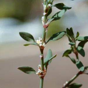Polygonum argyrocoleon