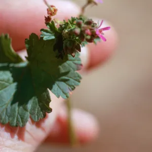 Purslane flower ?