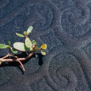Purslane flower