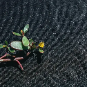Purslane