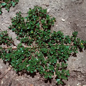 Purslane
