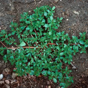 Purslane