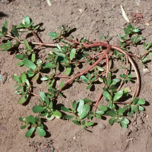 Purslane