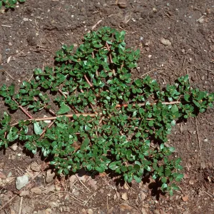 Purslane