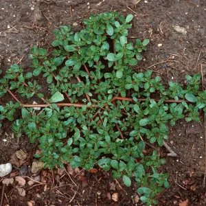 Purslane