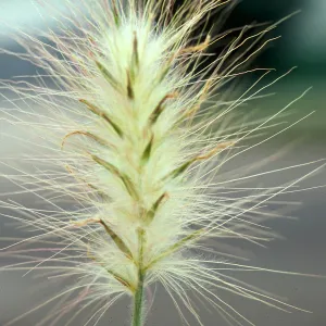 Pennisetum villosum