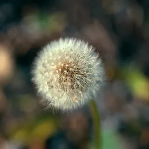 Dandelion