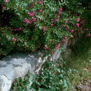 Polygala