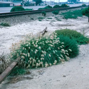 Pennisetum