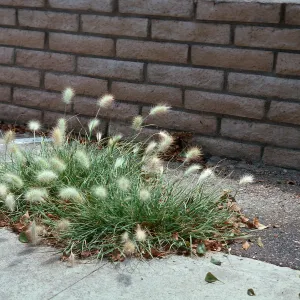 Pennisetum villosum