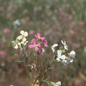 Radish