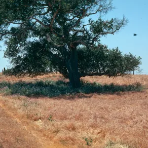 Radish beneath oak