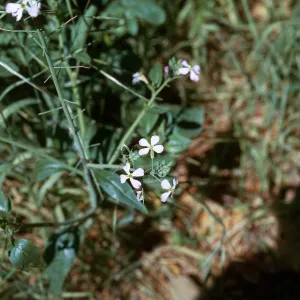 Radish