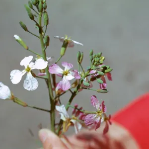 Radish