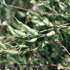 Radish fruit