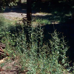 Hedge Mustard