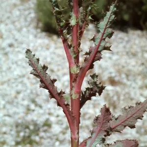 Sonchus leaves