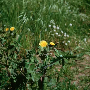 Sonchus oleraceus