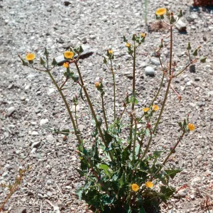 Sonchus