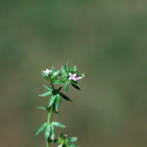 Sherardia