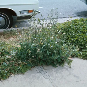 Sonchus