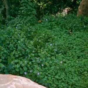 Vinca oxalis