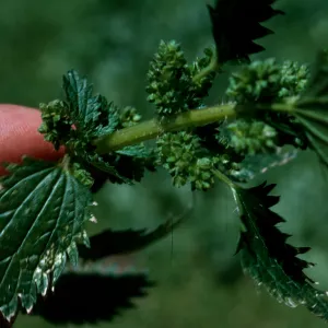 Urtica urens leaves