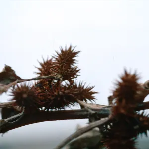 Xanthium fruit