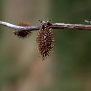 Xanthium pensylvanicum fruit