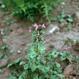 Lamium