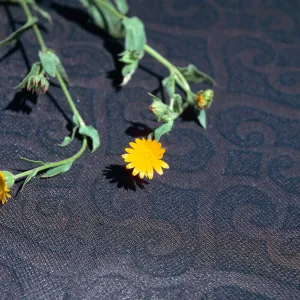 Calendula arvensis flower