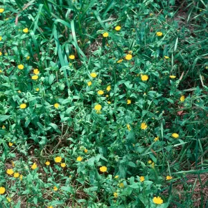 Calendula arvensis