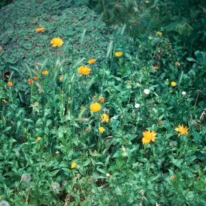 field Calendula