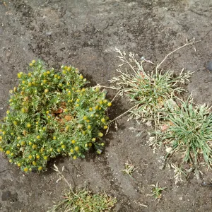 Chamomilla suaveolens
