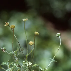 Cotula australis