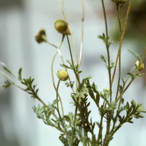 Cotula australis