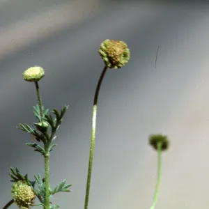 Cotula australis