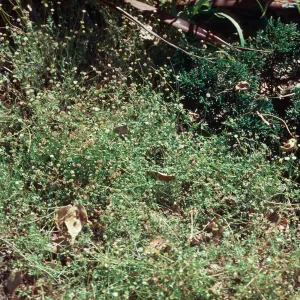 Cotula australis