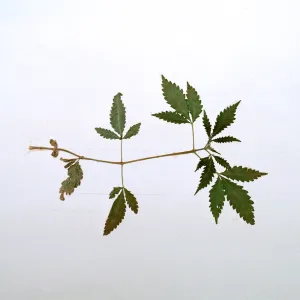 Cannabis