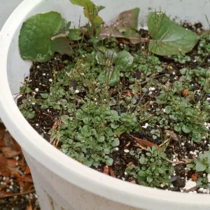Cardamine