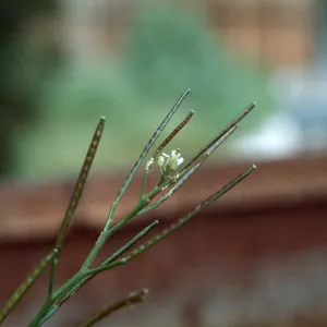 Cardamine