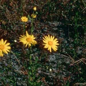 Chrysanthemum, Adams Park