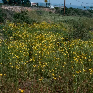 Chrysanthemum, Adams Park