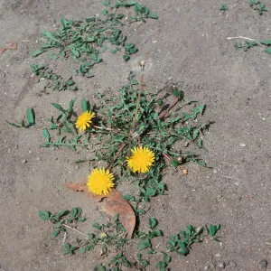 Dandelion